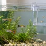 水槽の縁に透明な隔離ケースを掛けて稚魚を分けている様子