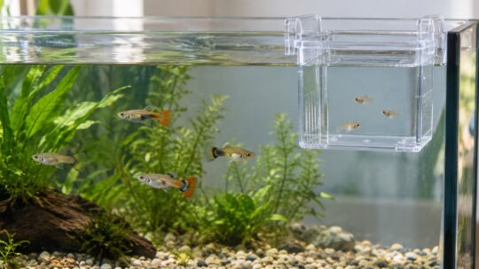 水槽用吊り下げ式隔離ケースおすすめ4選｜水槽縁・通水・仕切りで比較