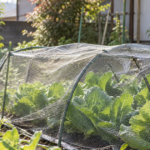 菜園の野菜を覆う防鳥ネットと近くに止まる小鳥