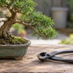 盆栽と又枝切りを作業台に並べた様子
