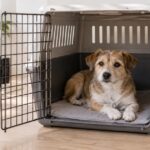 クレート内の薄型マットに伏せている犬