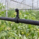 温室の吊り線から黒い灌水チューブをクリップで支えている様子