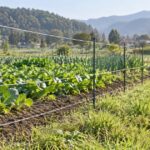 野菜畑の周囲にFRP支柱と電気柵線が並ぶ風景