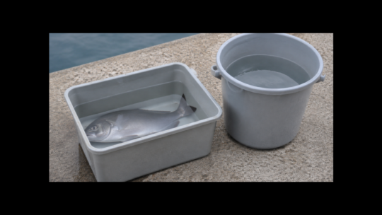 釣りの血抜きバケツおすすめ6選｜魚の長さ・深さ・容量で比較