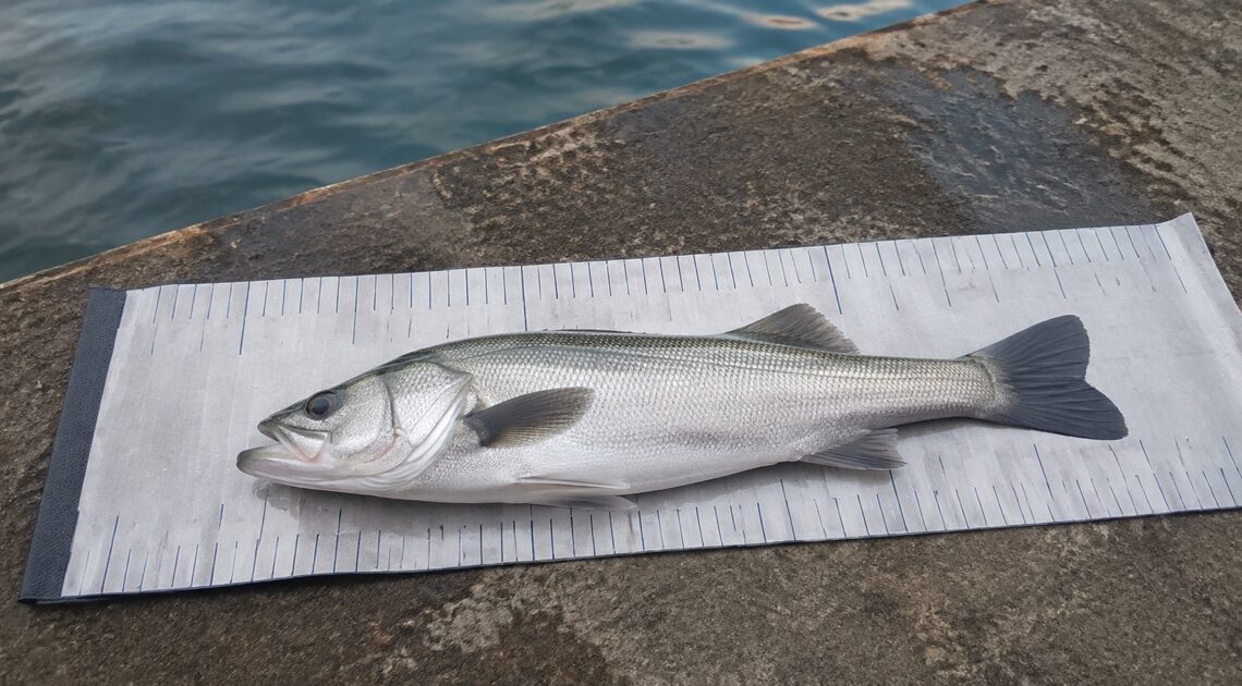 釣り用メジャーシートおすすめ6選|魚の長さ・幅・素材で比較