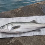 水辺で幅広いメジャーシートに銀色の魚を載せている様子