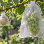大小の果実を異なる大きさのメッシュ袋で覆った果樹の様子