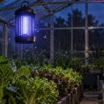 夜の温室で野菜の上にLED捕虫器がつるされている様子