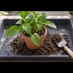 園芸用トレーの上で鉢植えと用土を扱っている様子