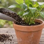 鉢植えの株元へ土入れで用土を注いでいる様子
