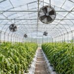 野菜を栽培するビニールハウス内に循環扇が並ぶ様子