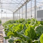 温室内の作物と壁面に設置されたCO₂モニター