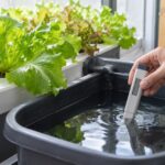 水耕栽培の養液をペン型測定器で測っている様子