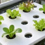 養液槽に浮かぶ穴あきパネルで葉物野菜を育てている様子