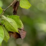 葉に擬態した昆虫が枝葉に溶け込んでいる様子