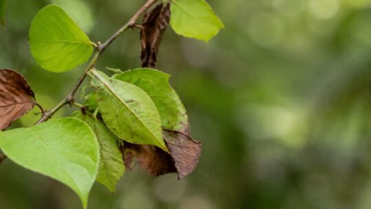 昆虫擬態図鑑おすすめ6選｜観察・写真・学習目的別に比較