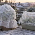 霜が降りた庭で鉢植えとプランターをカバーで覆っている様子