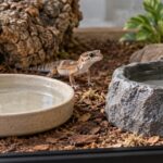浅型と深型の水入れが並ぶ爬虫類ケージ内の様子