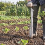 畑で長柄の植え付け器を使って野菜苗を植える様子